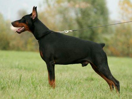 Pharo of BlackMagic Land | Black Doberman Pinscher