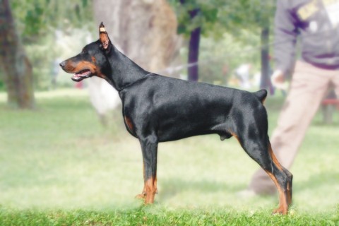 Erd&#337;berki Sasa | Black Doberman Pinscher