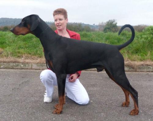 Amious Ruff Diamond | Black Doberman Pinscher