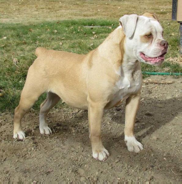 Pound 4 Pound Fuse | Olde English Bulldogge 