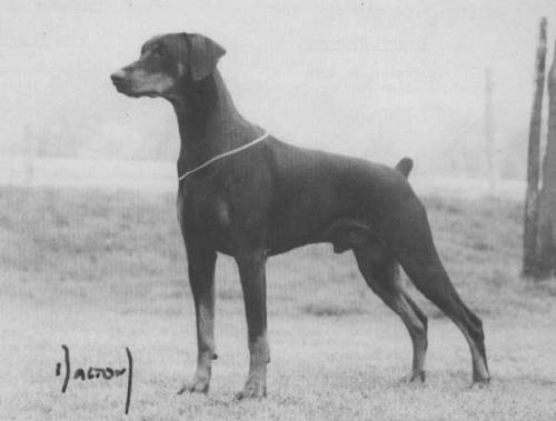 Dolbadarn Hawker Fury | Black Doberman Pinscher