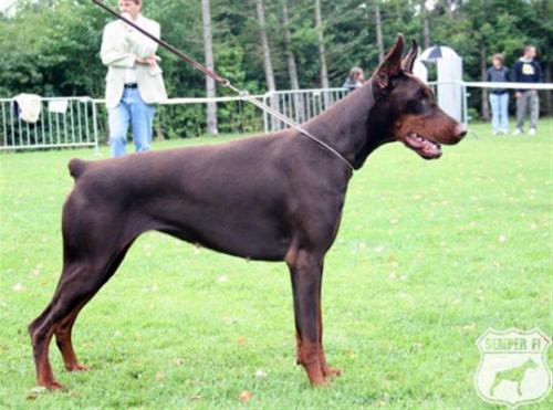 Impressive Imagery de Grande Vinko | Brown Doberman Pinscher