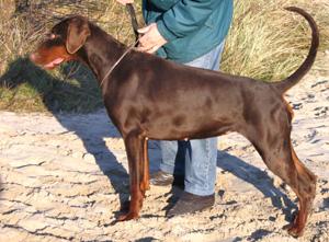 Irresistible Isolde de Grande Vinko | Brown Doberman Pinscher