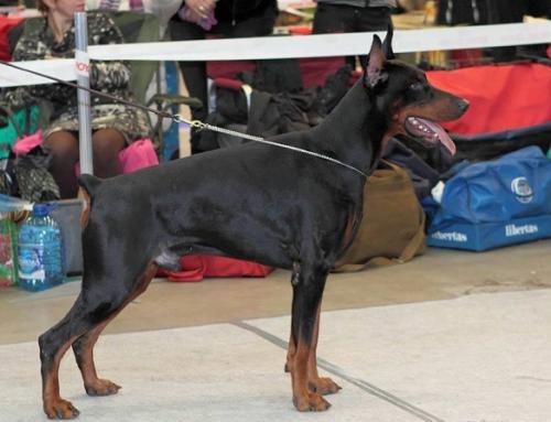 Zolotaya Liga Erik | Black Doberman Pinscher