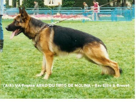 Arko du Tirso de Molina | German Shepherd Dog 