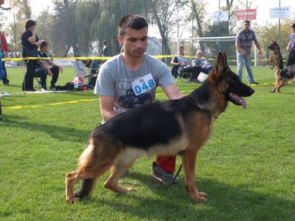 Manta von der Familien Schafer | German Shepherd Dog 