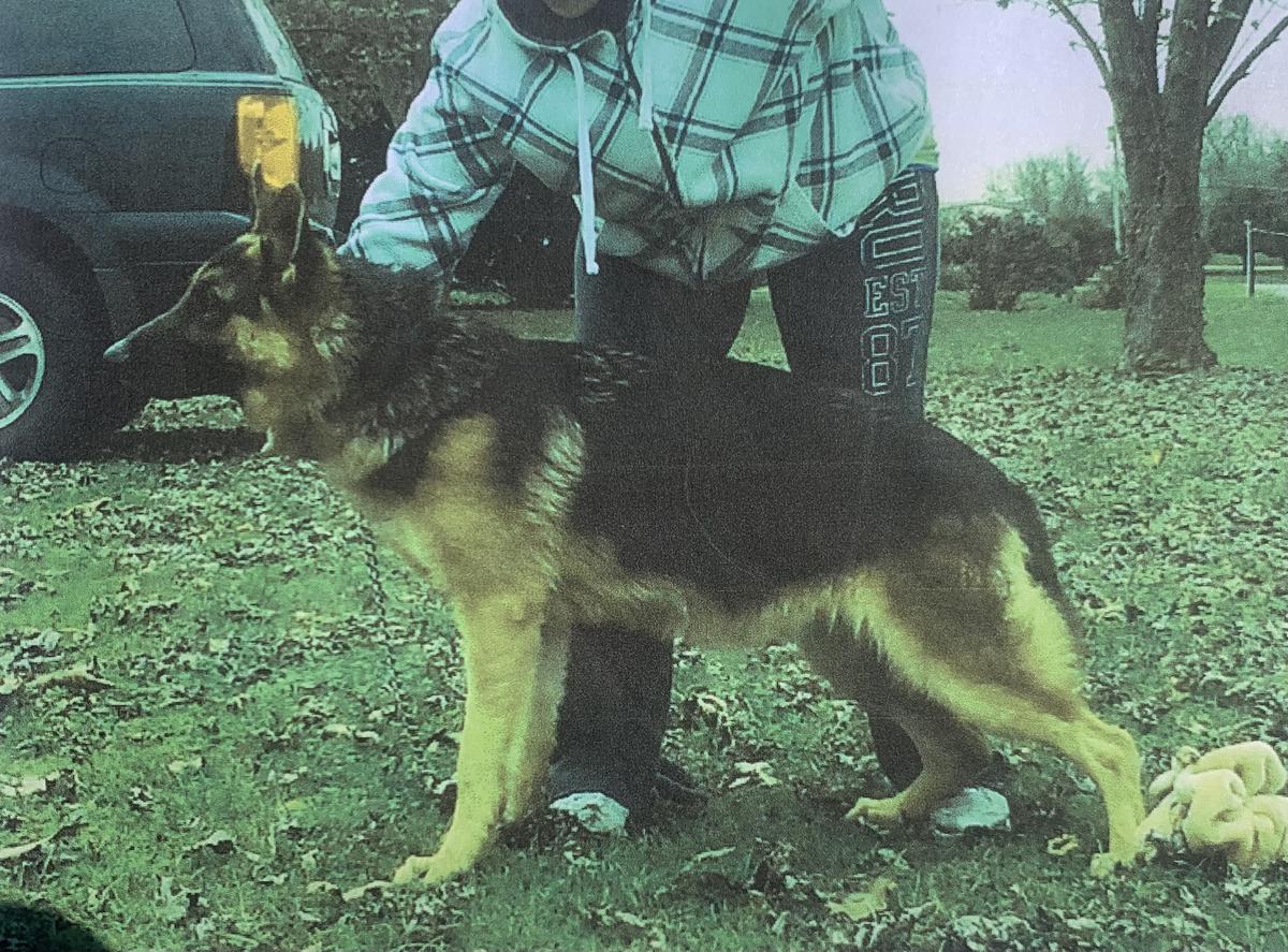 Lukas Vom Lastal | German Shepherd Dog 