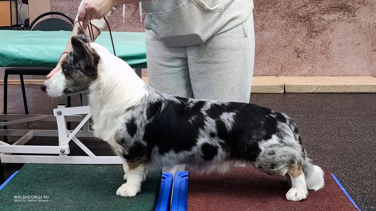 Aethwy Roller Coaster | Cardigan Welsh Corgi 