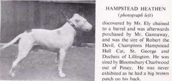 Hampstead Heathen | Bull Terrier 