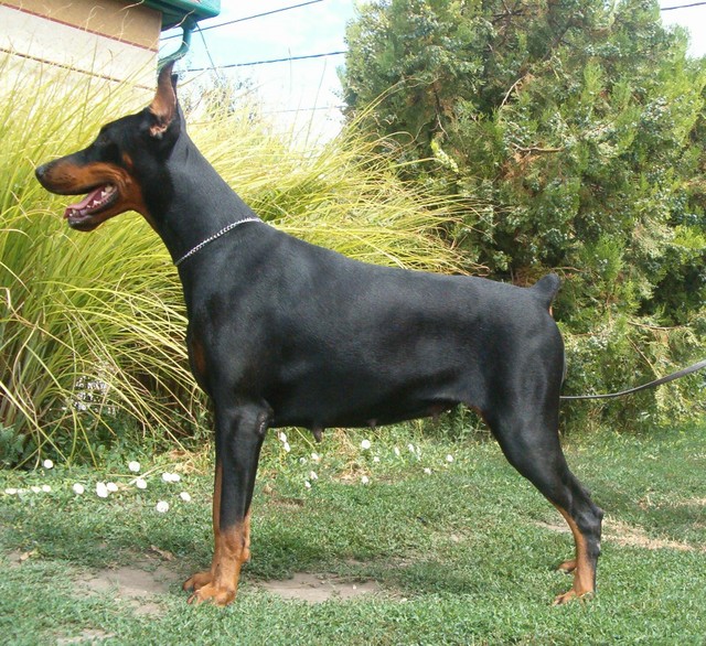 Indira of Wolnerland | Black Doberman Pinscher