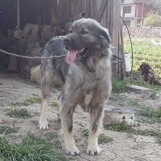 Azra | Yugoslavian Shepherd Dog-Sarplaninac 