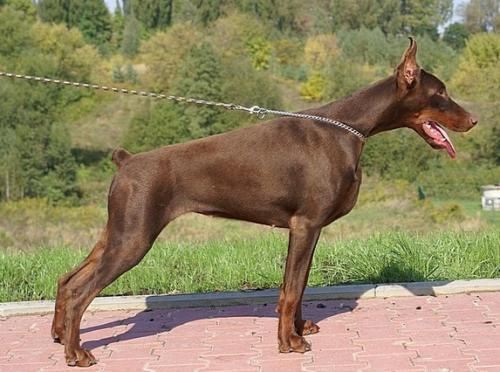 Lara Larina Tromelin | Brown Doberman Pinscher