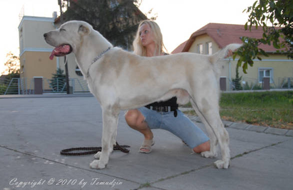 C'Lubim Medzhal Ala | Central Asian Shepherd Dog 