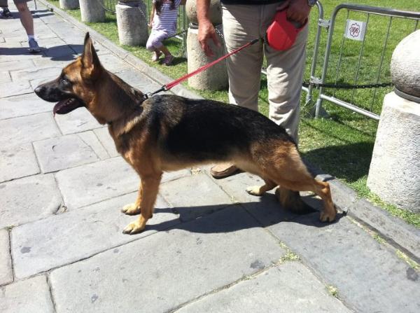 Eva  di Casa Scognamiglio | German Shepherd Dog 