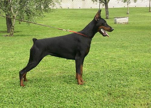 Teraline Ingrid | Black Doberman Pinscher