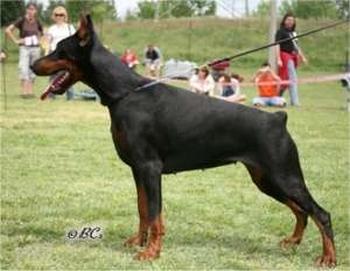 Teraline Impreza | Black Doberman Pinscher