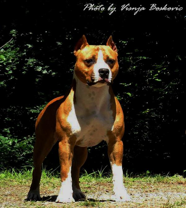 Casanova Golden Standard | American Staffordshire Terrier 