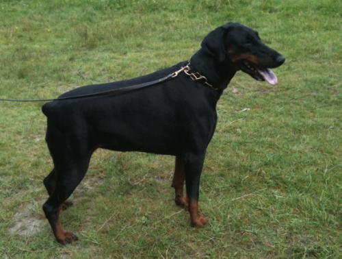 Cherie dei Nobili Nati | Black Doberman Pinscher