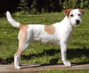 Rednock Gold Nugget | Jack Russell Terrier 