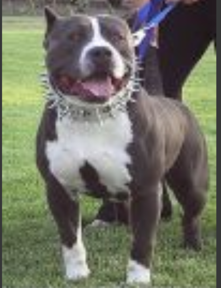 SUPERIOR'S CRIMINAL IRON CROSS | American Pit Bull Terrier 