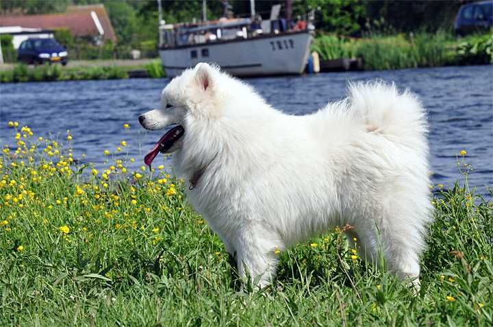 Taigaro UYARAK UNIQUE JOEY SON | Samoyed 