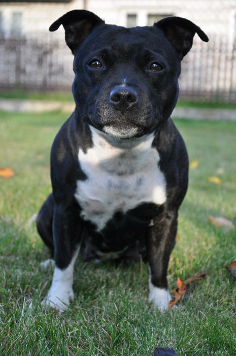 HIRA Stawka Wieksza niz Zycie | Staffordshire Bull Terrier 