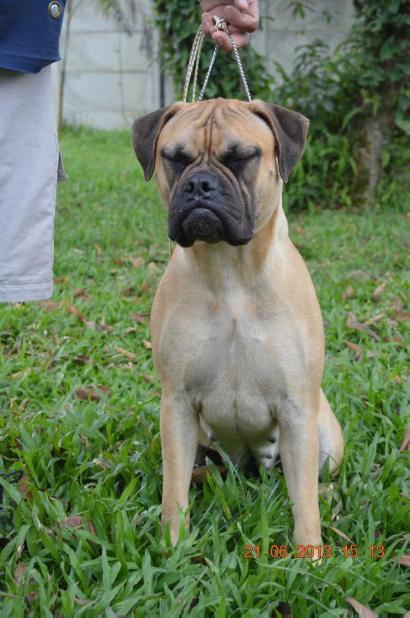 Eashik´s Sofia | Bullmastiff 