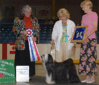 SAMSARA BILLY THE KID | Tibetan Terrier 