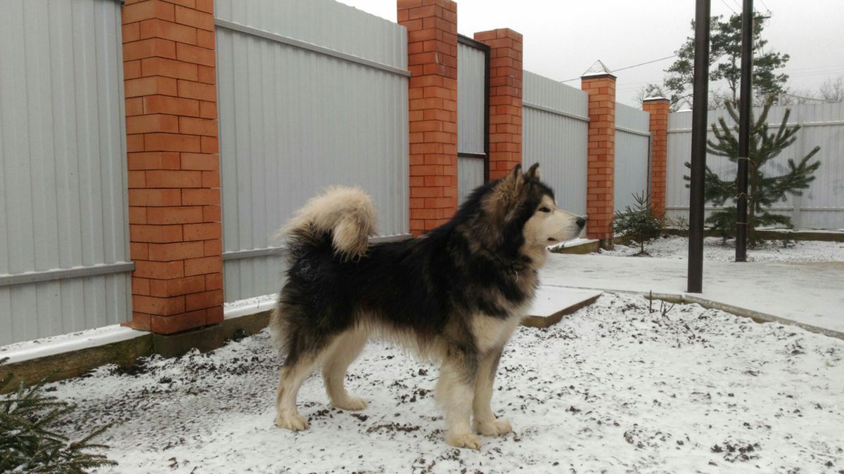 GERMAN SILVER CAPTANE | Alaskan Malamute 