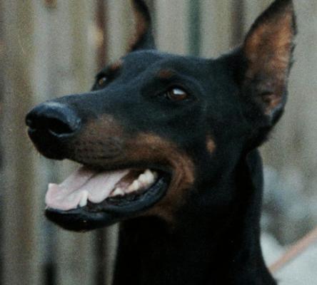 Uriel del Rio Bianco | Black Doberman Pinscher