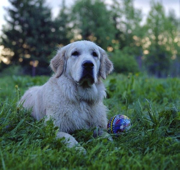 Tehas Road Land | Golden Retriever 