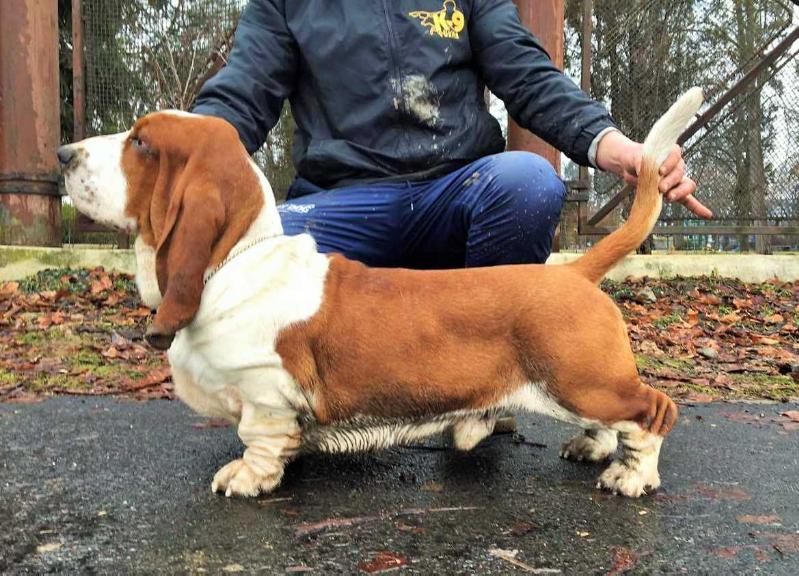 Quantas-Napoca Tbone | Basset Hound 