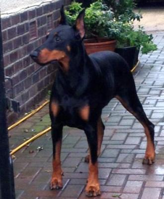 Sant Kreal Novelty | Black Doberman Pinscher