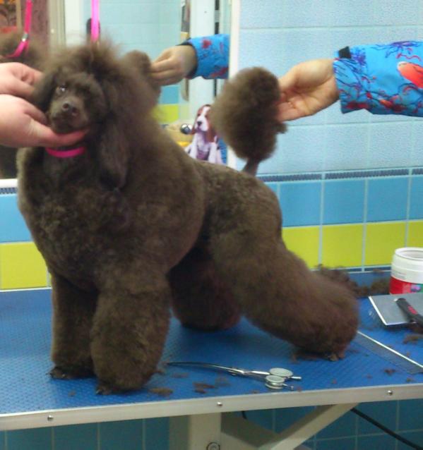 Amber's Fantasy Infinity | Poodle 
