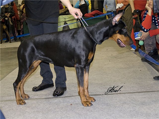 Elizar Ekspresja | Black Doberman Pinscher