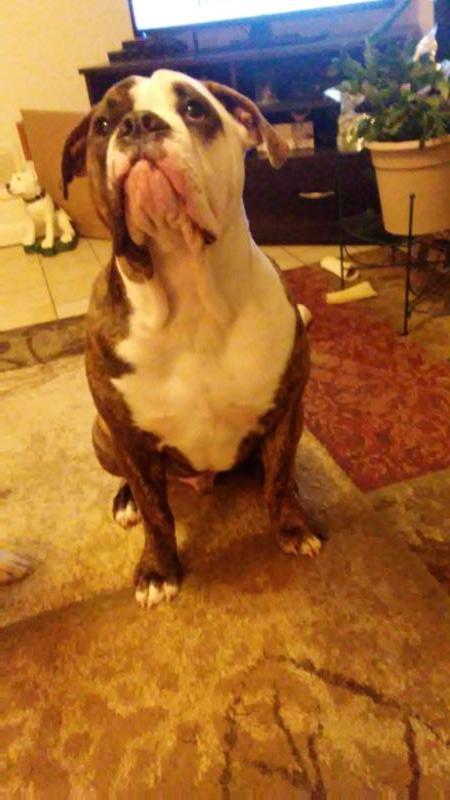 Mr. Bullwinkle | Olde English Bulldogge 