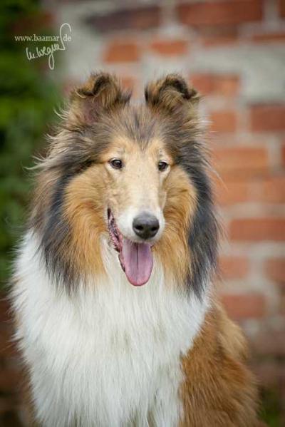 Tapestry's Immortal Lady Zoe' Of Birchwood | Rough Collie 