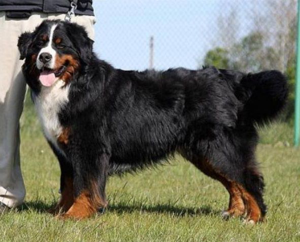 Ridon Hennet Ambassador | Bernese Mountain Dog 