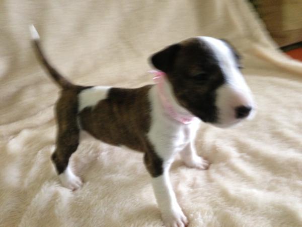 King Kennels  Little Miss Sunshine | Miniature Bull Terrier 