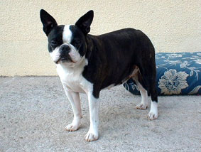 molly minou bird days des hauts coureurs | Boston Terrier 