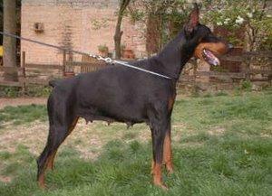 Olly Bee del Diamante Nero | Black Doberman Pinscher