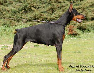 Orca del Diamante Nero | Black Doberman Pinscher