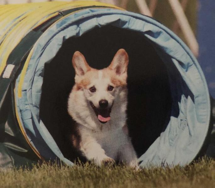 Busy B's Dakota's Bright Sunrise | Pembroke Welsh Corgi 