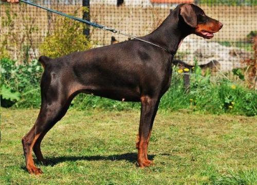 Hektnaya Harmonica Akagera | Brown Doberman Pinscher