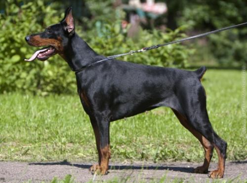 Grand Mollis Alexandra | Black Doberman Pinscher