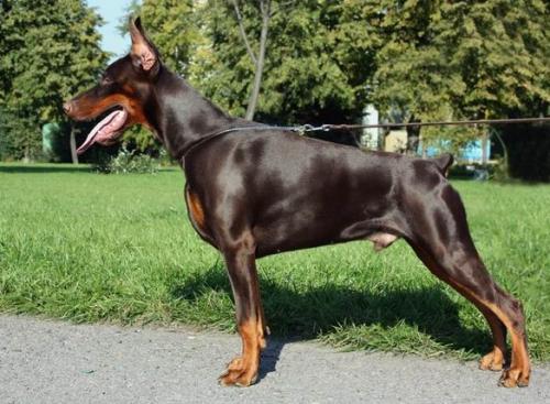 Grand Mollis Armani | Brown Doberman Pinscher