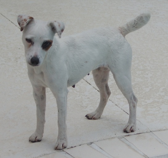 Tropical Storm Isadore | Jack Russell Terrier 