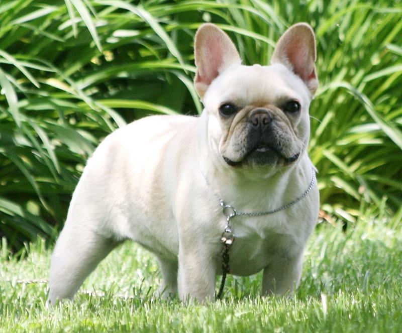 Must Be Mobulls Ida Bell 2X Hottie | French Bulldog 