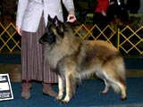 Aftershock L'Fey's Troubadour | Belgian Tervuren 