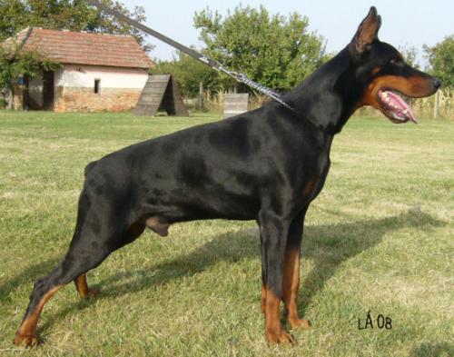 Tom-dober Flavio | Black Doberman Pinscher